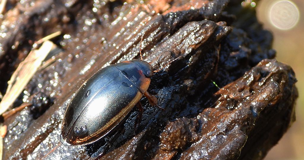 Piętak latawiec (Hydaticus seminiger)
