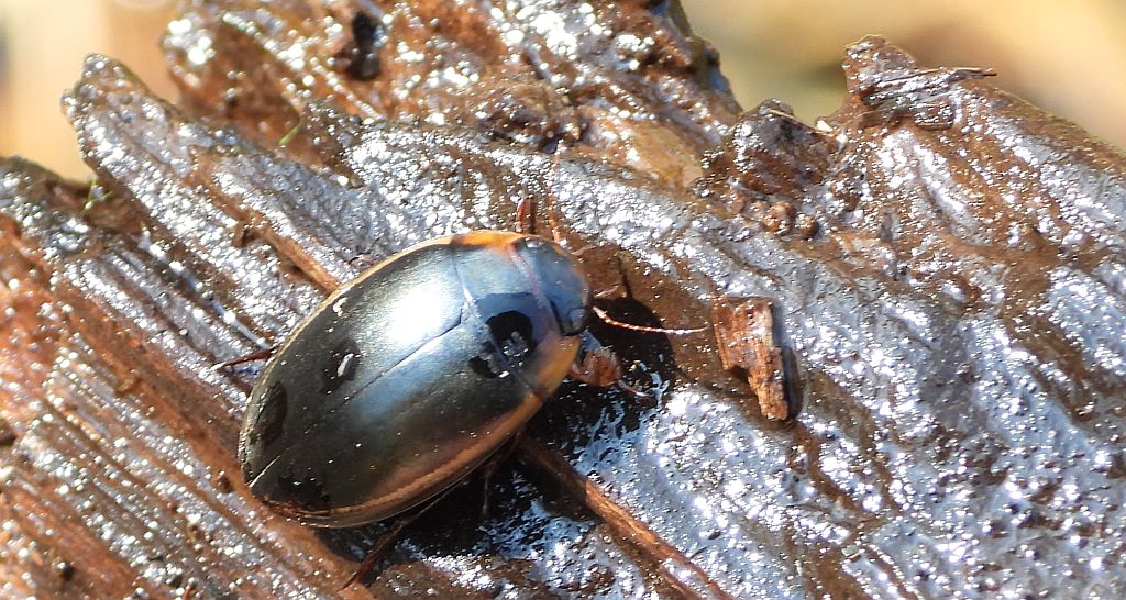 Piętak latawiec (Hydaticus seminiger)