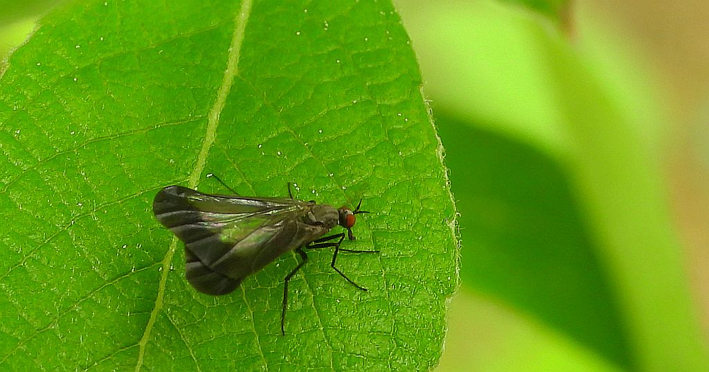 Grabierka obrzeżona (Rhamphomyia marginata)