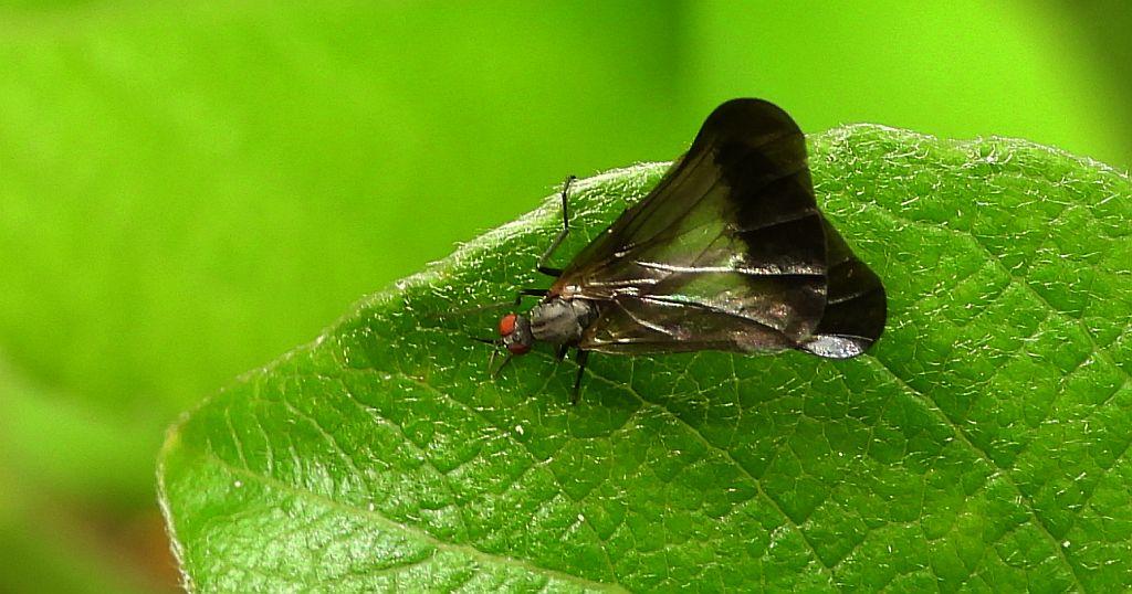 Grabierka obrzeżona (Rhamphomyia marginata)