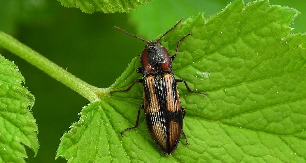 Ponęc krzyżownik (Selatosomus cruciatus)