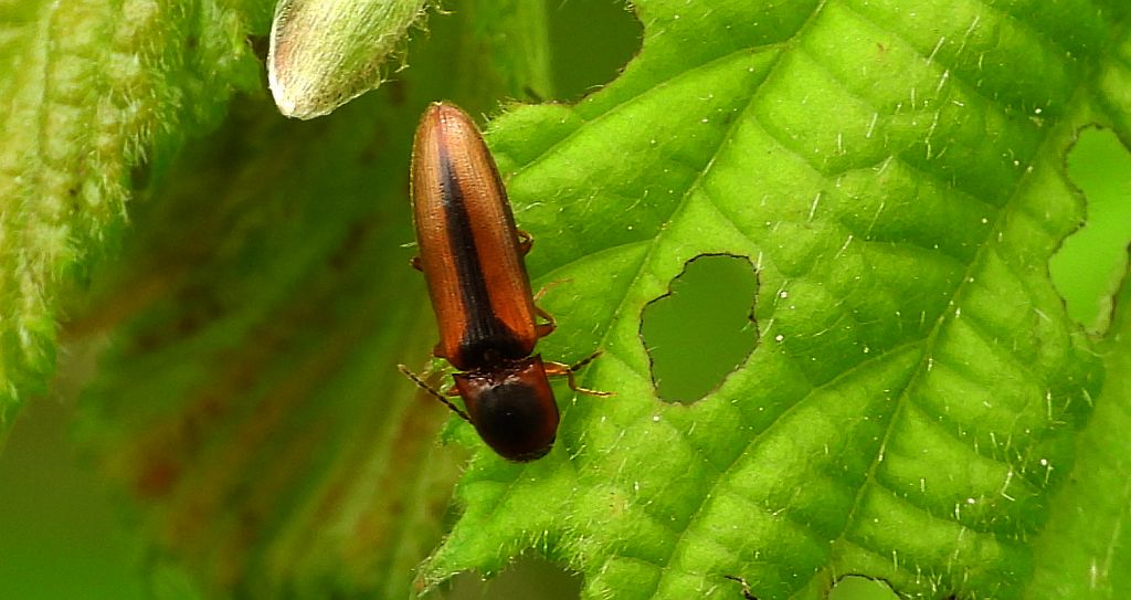 Drgalnik obrzeżony (Dalopius marginatus)