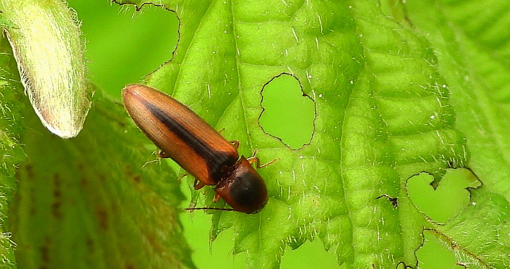 Drgalnik obrzeżony (Dalopius marginatus)