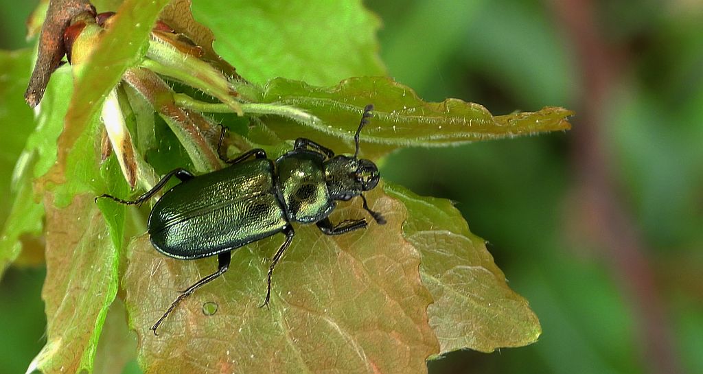 Zakliniec mniejszy (Platycerus caraboides)