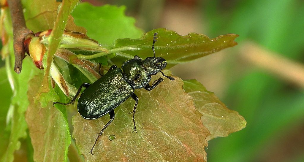 Zakliniec mniejszy (Platycerus caraboides)