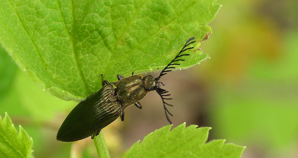 Zaciosek grzebykoczułki (Ctenicera pectinicornis)
