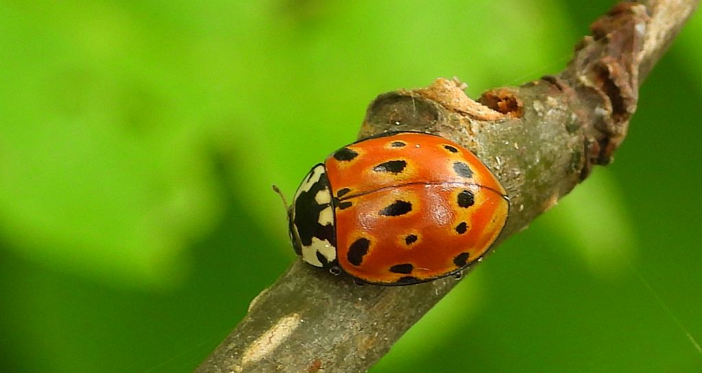 Biedronka oczatka, oczatka (Anatis ocellata)