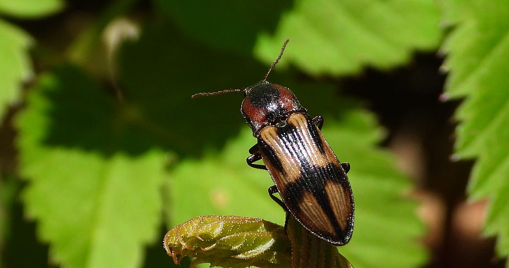 Ponęc krzyżownik (Selatosomus cruciatus)