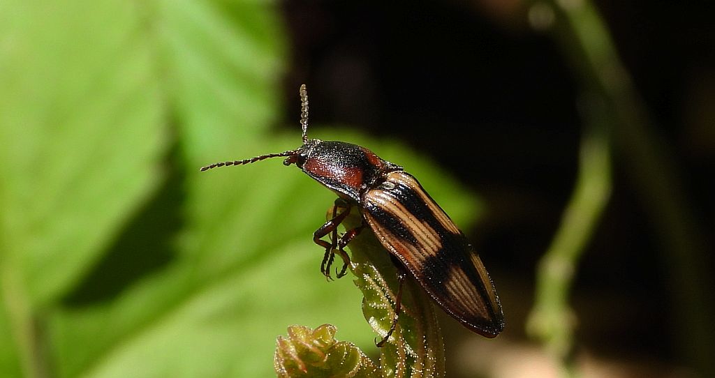 Ponęc krzyżownik (Selatosomus cruciatus)