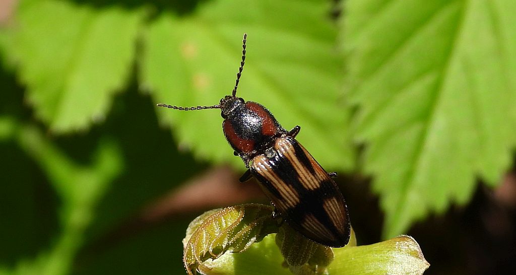 Ponęc krzyżownik (Selatosomus cruciatus)