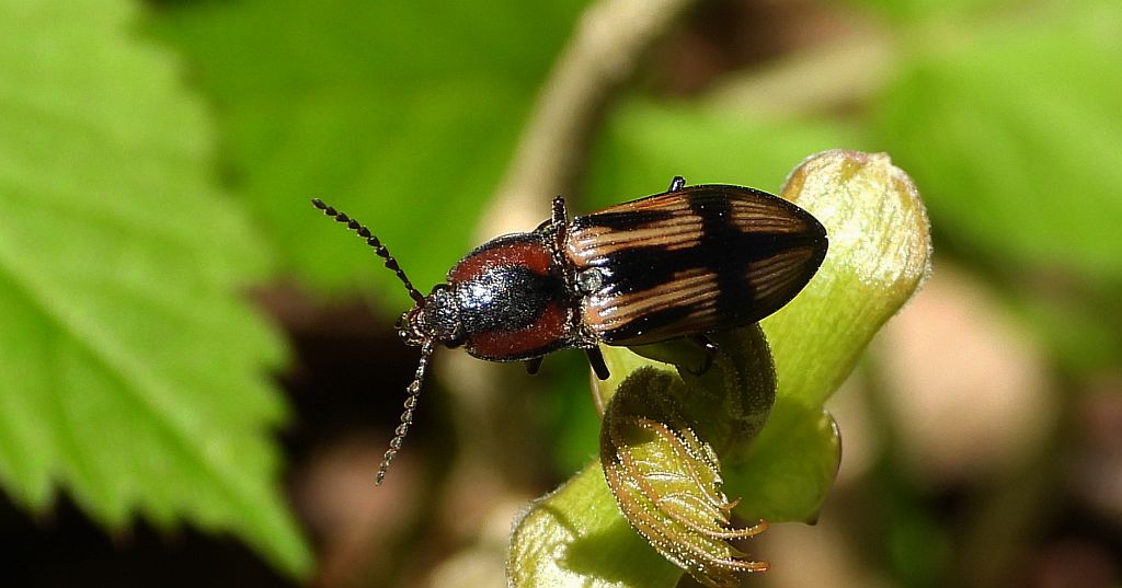 Ponęc krzyżownik (Selatosomus cruciatus)