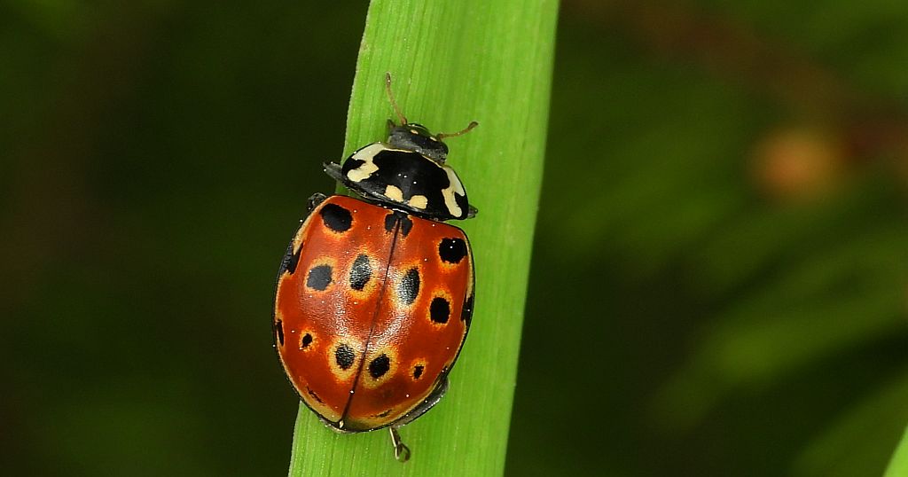 Biedronka oczatka, oczatka (Anatis ocellata)