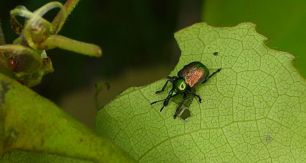 Tutkarz topolowiec (Byctiscus populi)
