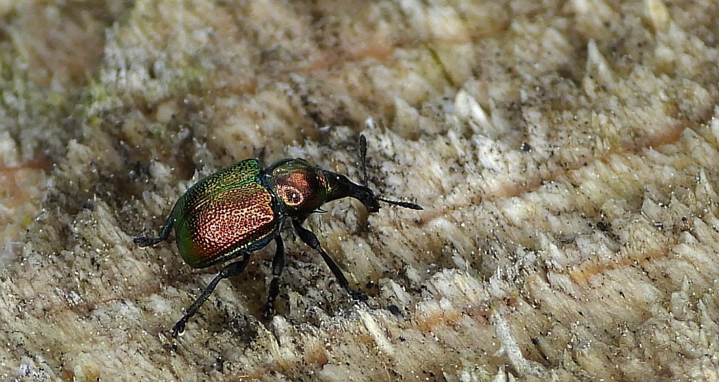 Tutkarz topolowiec (Byctiscus populi)
