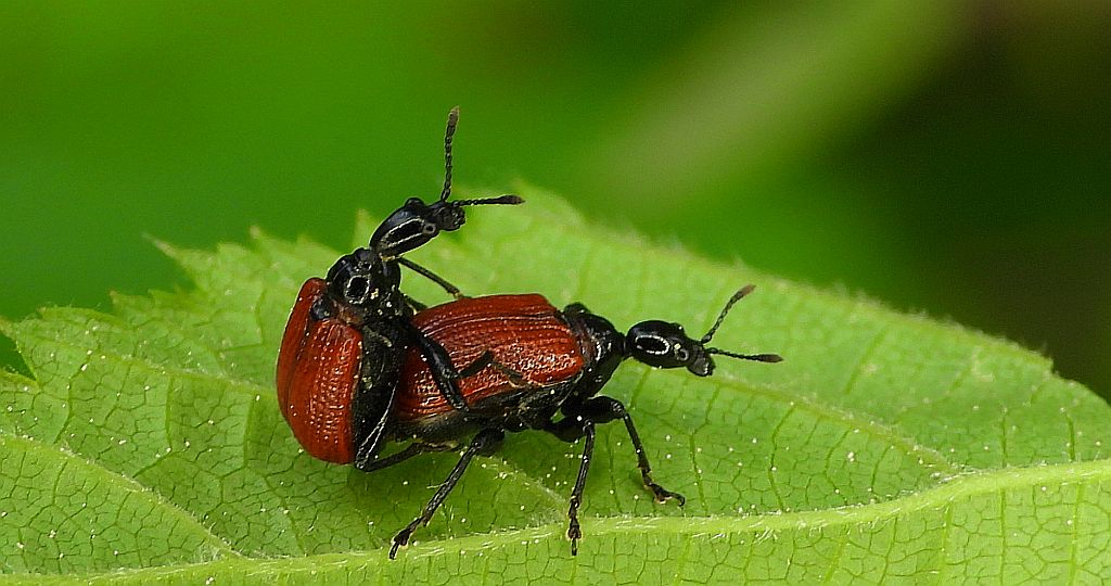 Oszynda leszczynowiec (Apoderus coryli)