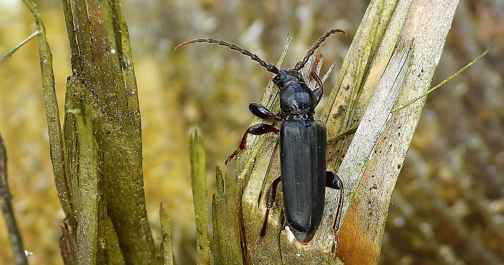 Wykarczak ciemny, wykarczak świerkowy (Arhopalus ferus)