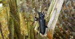 Wykarczak ciemny, wykarczak świerkowy (Arhopalus ferus)