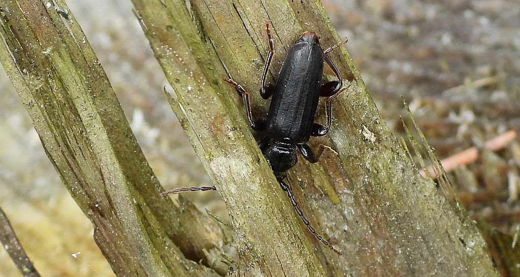 Wykarczak ciemny, wykarczak świerkowy (Arhopalus ferus)