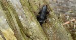 Wykarczak ciemny, wykarczak świerkowy (Arhopalus ferus)