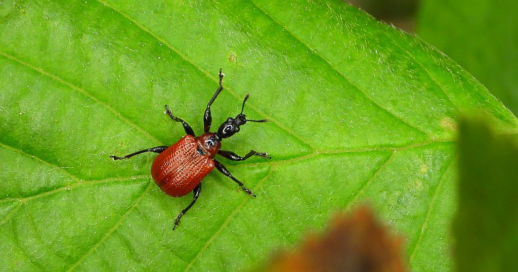 Oszynda leszczynowiec (Apoderus coryli)