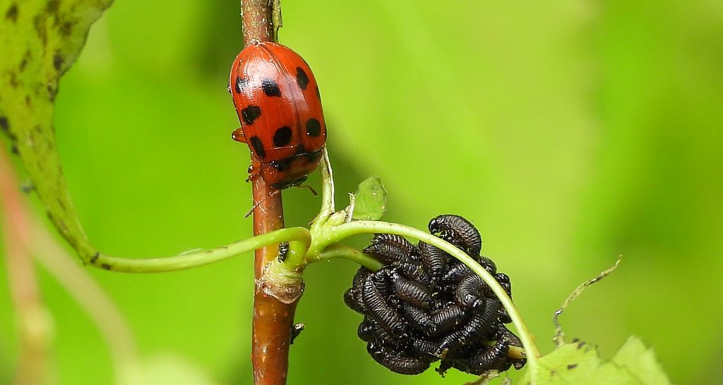 Szubarga dziesięciokropka (Gonioctena decemnotata)