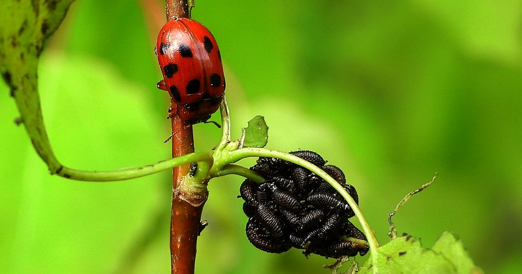 Szubarga dziesięciokropka (Gonioctena decemnotata)