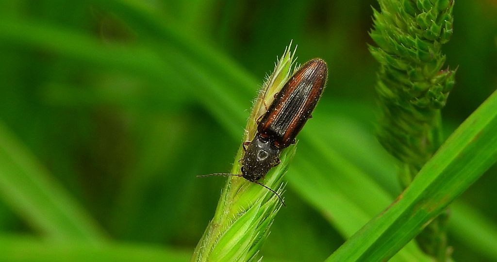 Nieskorek pasiasty (Athous vittatus)