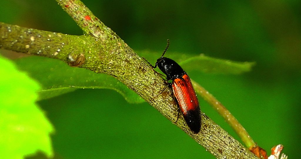 Sprężyk - Ampedus balteatus