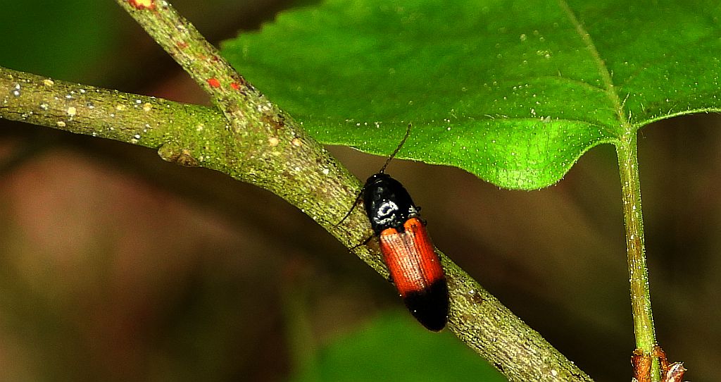 Sprężyk - Ampedus balteatus