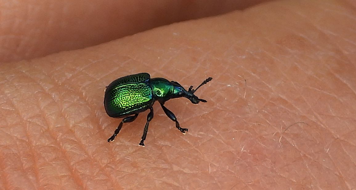 Tutkarz cygarowiec (Byctiscus betulae)