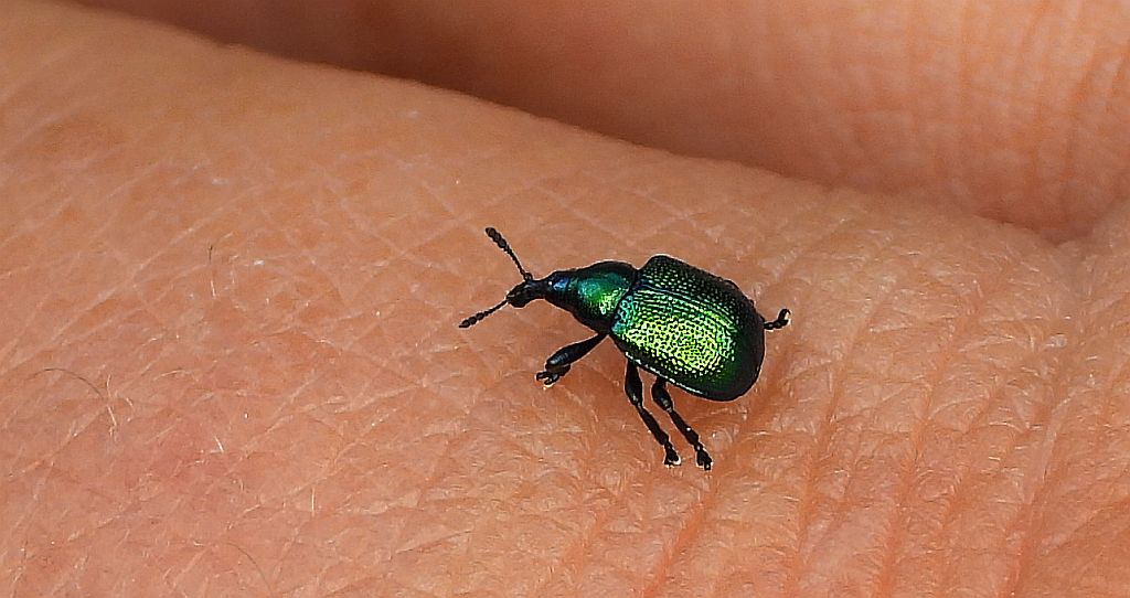 Tutkarz cygarowiec (Byctiscus betulae)