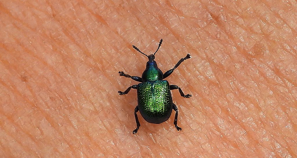 Tutkarz cygarowiec (Byctiscus betulae)