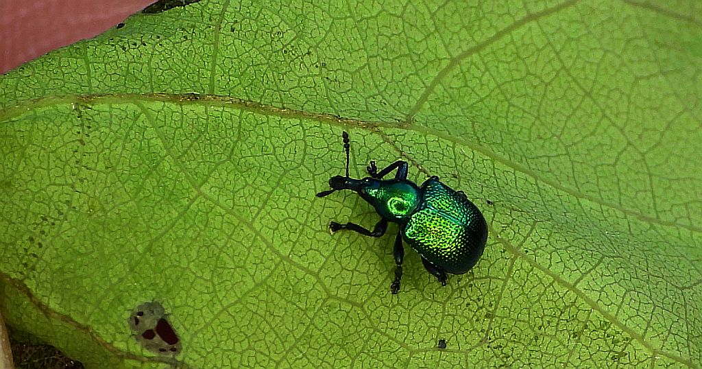 Tutkarz cygarowiec (Byctiscus betulae)