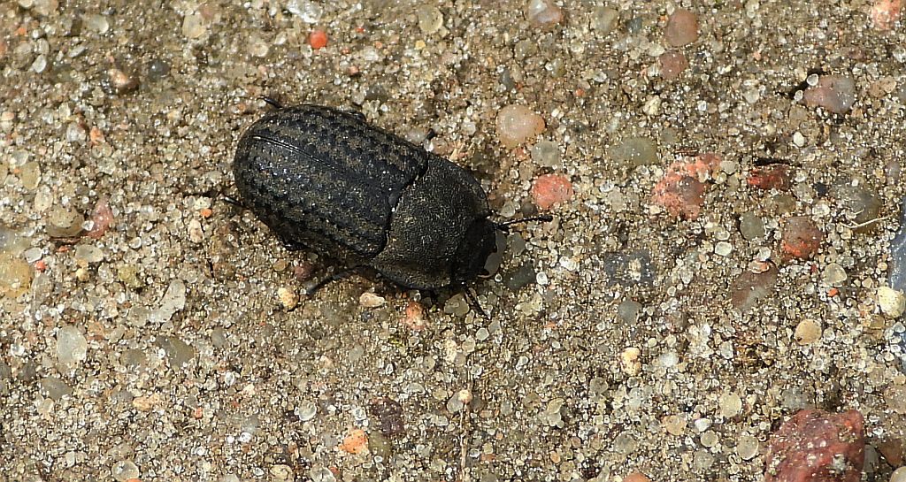 Omrzel piaskowy (Opatrum sabulosum)