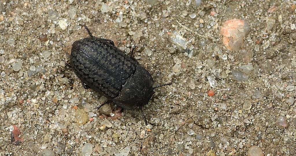 Omrzel piaskowy (Opatrum sabulosum)