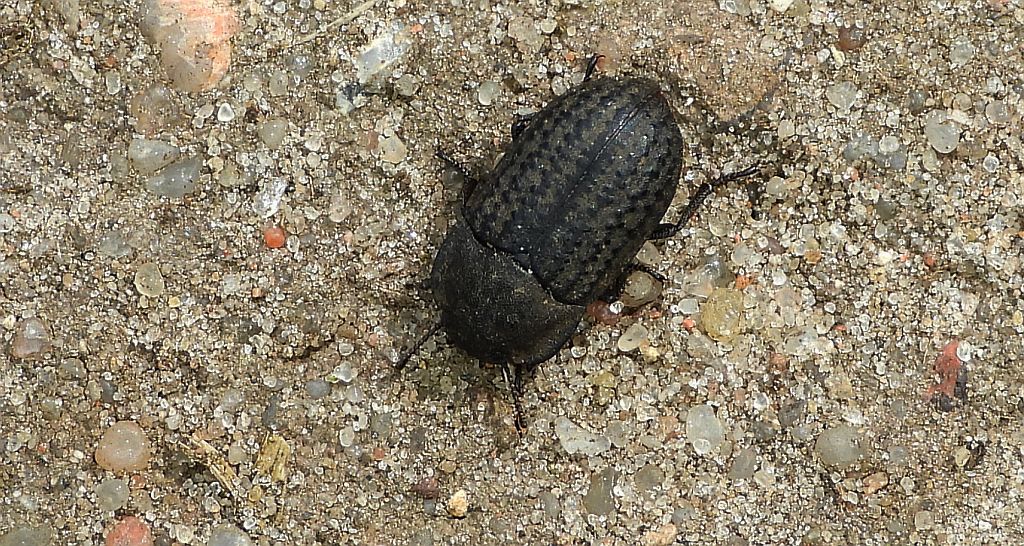 Omrzel piaskowy (Opatrum sabulosum)