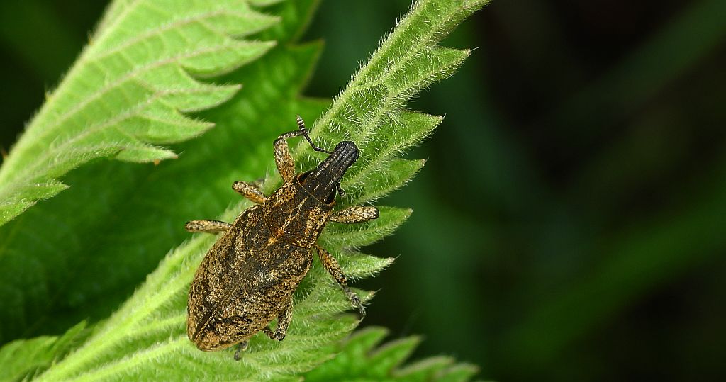 Szarek ostowiec (Cleonis pigra)