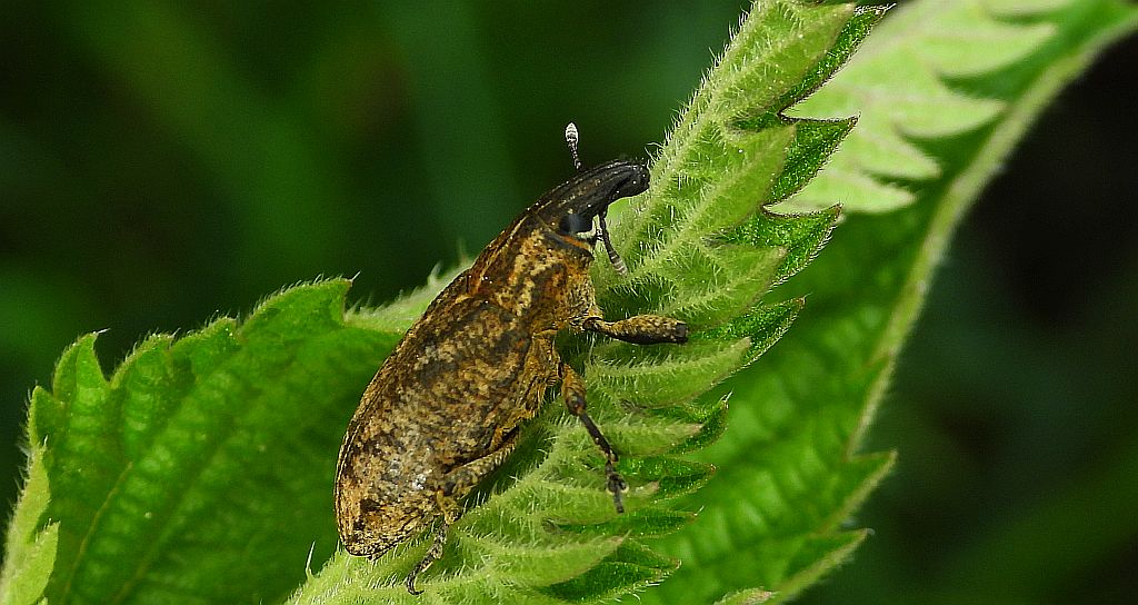 Szarek ostowiec (Cleonis pigra)