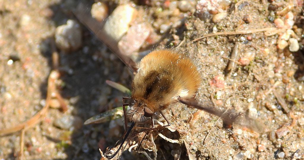 Bujanka większa (Bombylius major)
