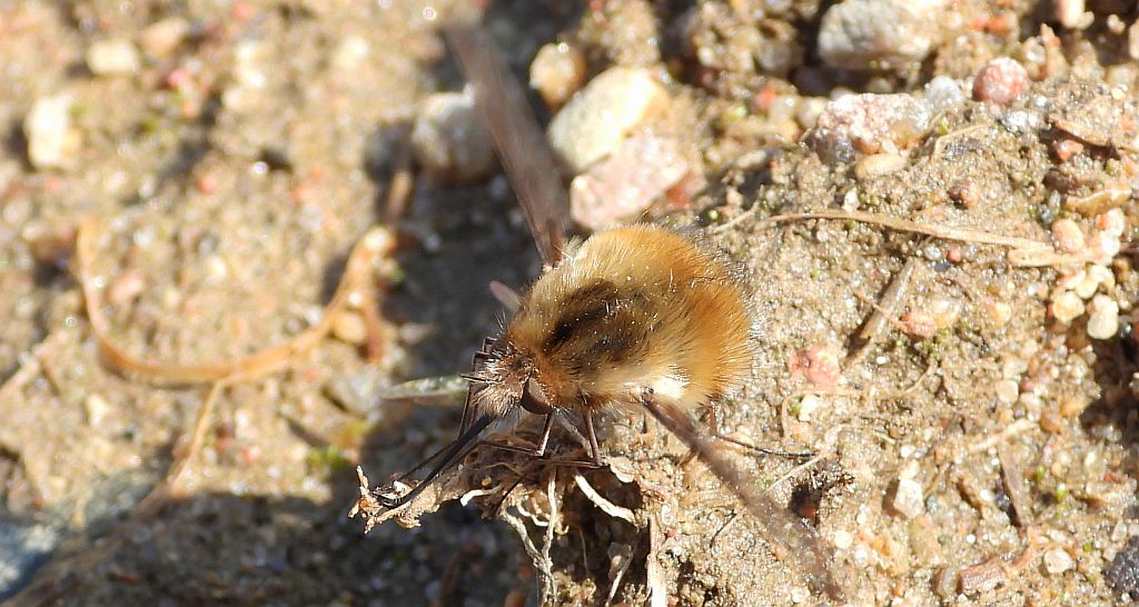 Bujanka większa (Bombylius major)