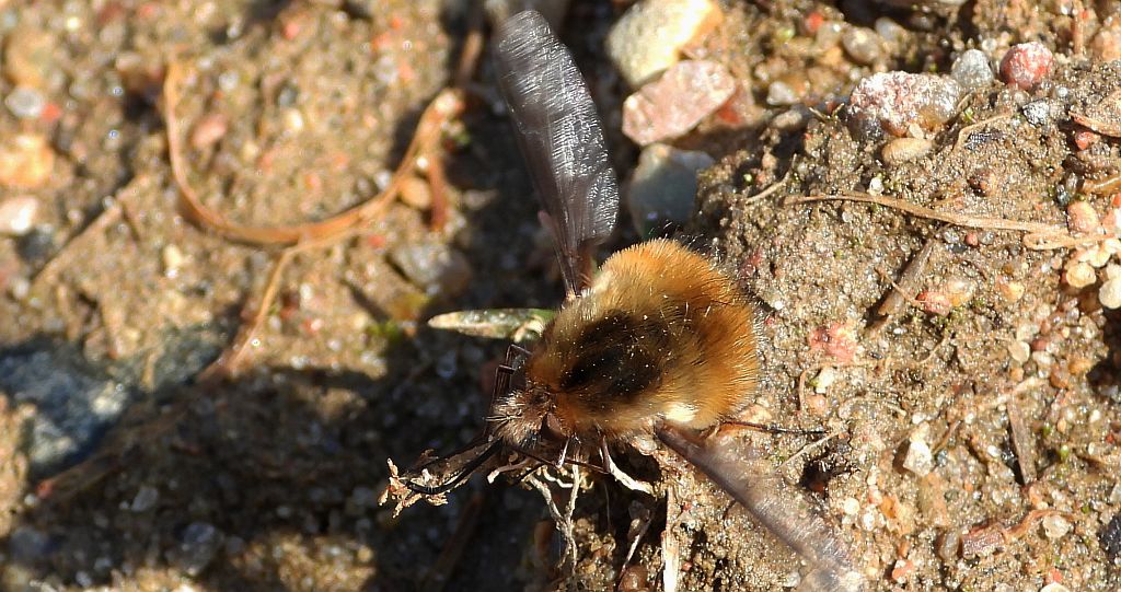 Bujanka większa (Bombylius major)