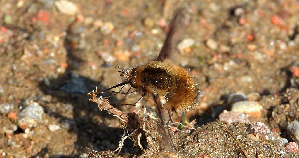 Bujanka większa (Bombylius major)