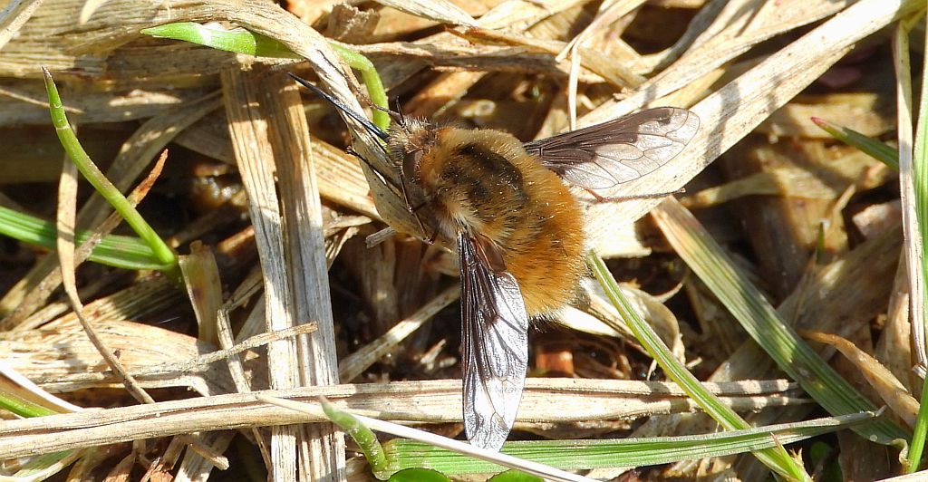 Bujanka większa (Bombylius major)