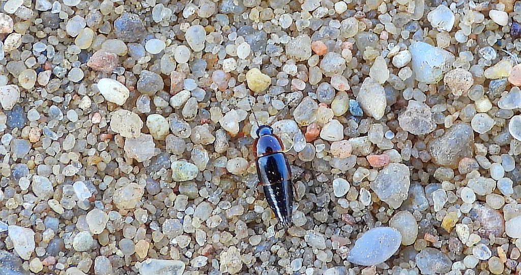 Kusak - Tachyporus pusillus