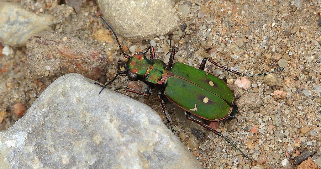 Trzyszcz polny (Cicindela campestris)