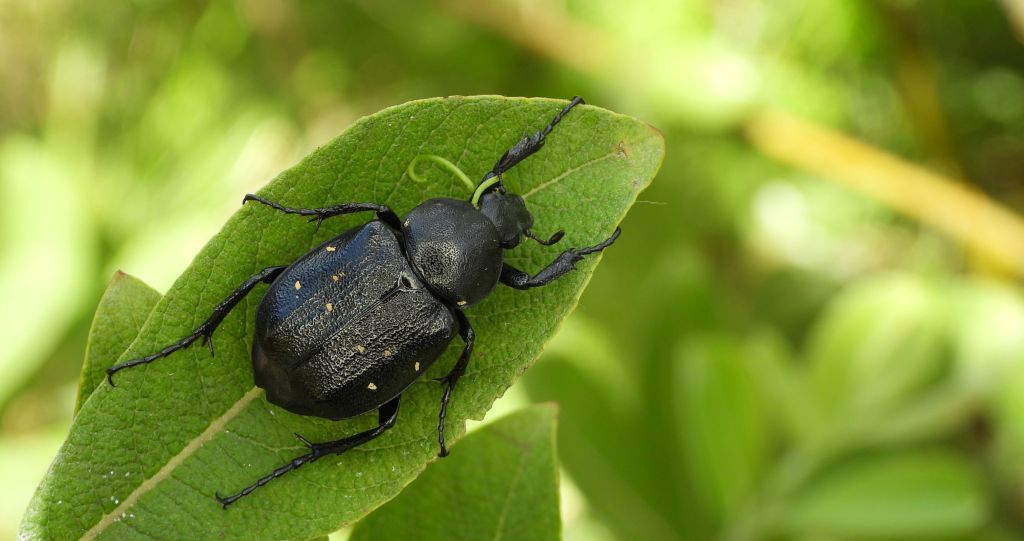 Zacnik czarny (Gnorimus variabilis)