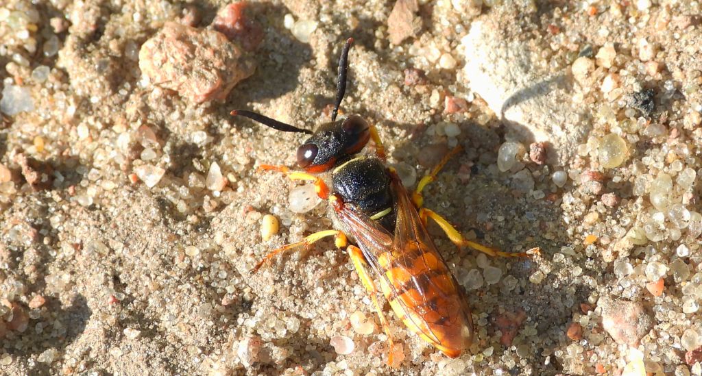 Taszczyn pszczeli (Philanthus triangulum)