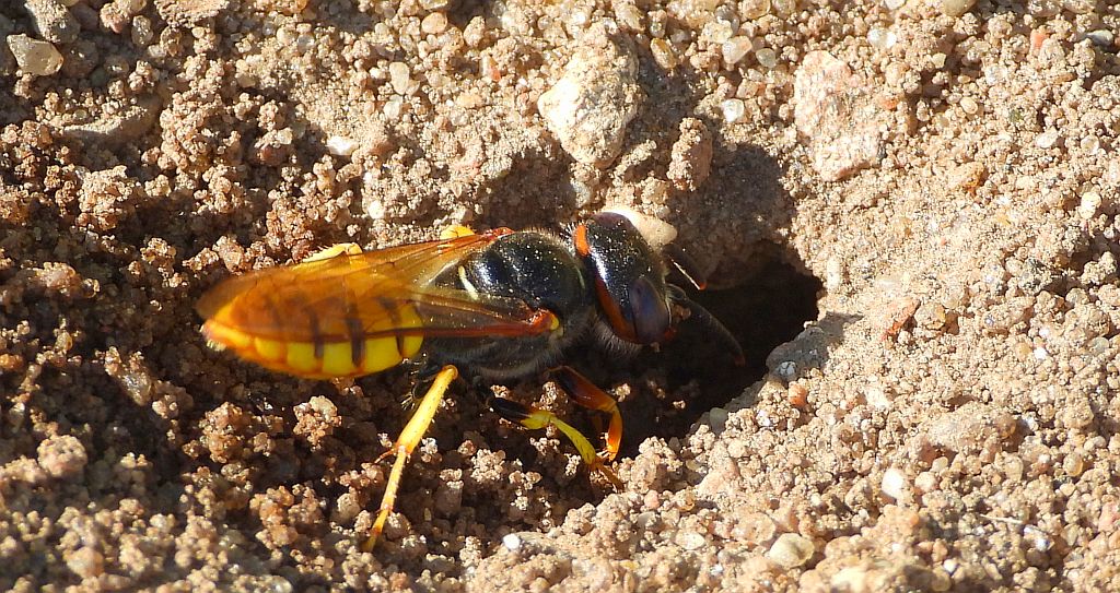 Taszczyn pszczeli (Philanthus triangulum)