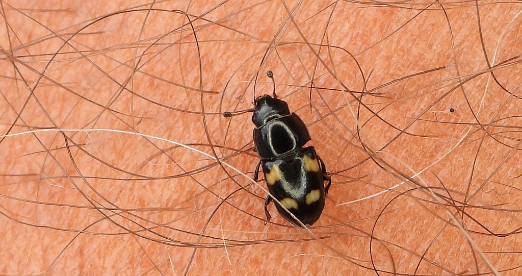 Urazek czteroplamkowy (Glischrochilus quadripunctatus)