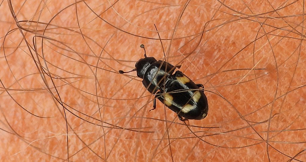 Urazek czteroplamkowy (Glischrochilus quadripunctatus)